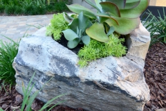 Kalanchoe boulder planter